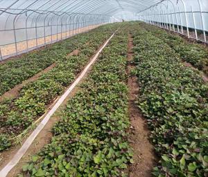 青海安全:600万株富硒果蔬苗连续上市